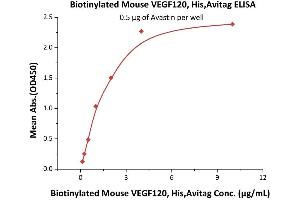 Immobilized Avastin at 5 μg/mL (100 μL/well) can bind Biotinylated Mouse VEGF120, His,Avitag (ABIN5674612,ABIN6809988) with a linear range of 0. (VEGFA Protein (AA 27-146) (His tag,AVI tag,Biotin))