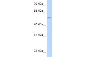 WB Suggested Anti-UGT1A1 Antibody Titration:  0. (UGT1A1 antibody  (N-Term))