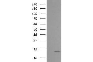 Image no. 1 for anti-Melan A (MLANA) antibody (ABIN1499425)
