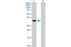 Western Blot analysis of LYPD5 expression in transfected 293T cell line by LYPD5 MaxPab polyclonal antibody. (LYPD5 antibody  (AA 1-249))