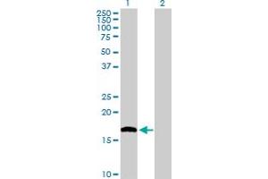 Western Blot analysis of NUDT1 expression in transfected 293T cell line by NUDT1 MaxPab polyclonal antibody. (NUDT1 antibody  (AA 1-156))