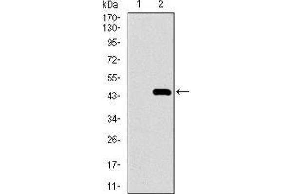 MRPL42 anticorps  (AA 10-142)