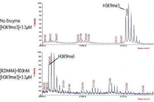 JMJD2A / KDM4A activity assay. (KDM4A Protein (DYKDDDDK Tag))