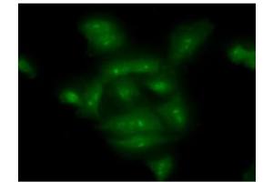 ICC/IF analysis of COMMD7 in A549 cells line, stained with monoclonal anti-human COMMD7 antibody (1:100) with goat anti-mouse IgG-Alexa fluor 488 conjugate (Green). (COMMD7 antibody  (AA 1-200))