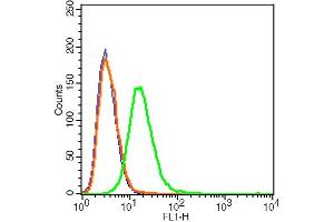 RSC96 cells probed with VE Cadherin Polyclonal Antibody, ALEXA FLUOR® 488 Conjugated (bs-0878R-A488) at 1:100 for 30 minutes compared to control cells (blue) and isotype control (orange). (Cadherin 5 antibody  (AA 601-700) (Alexa Fluor 488))