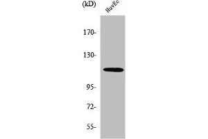 Western Blot analysis of HuvEc cells using SENP7 Polyclonal Antibody (SENP7 antibody  (C-Term))