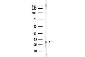 anti-NK2 Homeobox 2 (Nkx2-2) (Internal Region) antibody