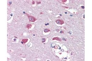 ABIN308410 (5µg/ml) staining of paraffin embedded Human Cortex. (GRIA4 antibody  (Internal Region))