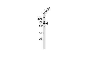 Western blot analysis of lysate from mouse testis tissue lysate, using ZSCAN5B Antibody (C-term) (ABIN655366 and ABIN2844923). (ZSCAN5B antibody  (C-Term))