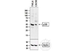 Independently Validated Antibody, image provided by Science Exchange, badge number 029806: L1 HeLa cell lysate, L2 C6/36 cell lysates probed with Anti-P38 MAPK Polyclonal Antibody, Unconjugated  at 1:500 overnight at 4˚C. (MAPK14 antibody  (AA 141-240))