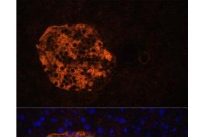 Immunofluorescence analysis of Mouse pancreas using PNLIPRP2 Polyclonal Antibody at dilution of 1:100. (PNLIPRP2 antibody)