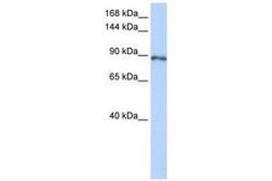 Image no. 1 for anti-Small Optic Lobes Homolog (SOLH) (AA 1008-1057) antibody (ABIN6742789) (Calpain 15/SOLH antibody  (AA 1008-1057))