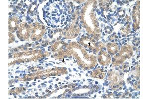 HIF3A antibody was used for immunohistochemistry at a concentration of 4-8 ug/ml to stain Epithelial cells of renal tubule (arrows) in Human Kidney. (HIF3A antibody  (C-Term))