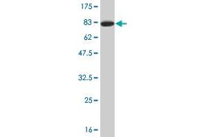 Western Blotting (WB) image for anti-TSC22 Domain Family, Member 4 (TSC22D4) (AA 1-395) antibody (ABIN529381)