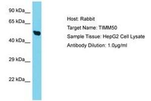 Image no. 1 for anti-Translocase of Inner Mitochondrial Membrane 50 Homolog (TIMM50) (C-Term) antibody (ABIN6750733) (TIMM50 antibody  (C-Term))