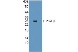 Detection of Recombinant FGF18, Human using Polyclonal Antibody to Fibroblast Growth Factor 18 (FGF18) (FGF18 antibody  (AA 28-207))