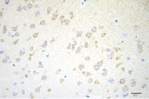Immunohistochemistry was performed on paraffin-embedded mouse brain using C1QBP antibody (ABIN7798136), 1:200). (Recombinant C1QBP antibody)