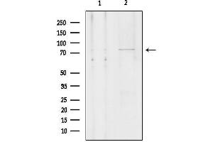anti-Solute Carrier Organic Anion Transporter Family, Member 1A2 (SLCO1A2) (Internal Region) antibody