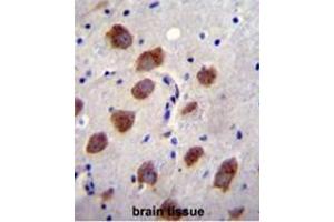 BMPR1B Antibody (Center) immunohistochemistry analysis in formalin fixed and paraffin embedded human brain tissue followed by peroxidase conjugation of the secondary antibody and DAB staining. (BMPR1B antibody  (Middle Region))