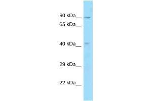 WB Suggested Anti-OBFC1 Antibody Titration: 1. (OBFC1 antibody  (C-Term))