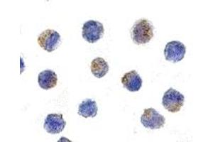 Immunohistochemistry (IHC) image for anti-Apoptosis-Inducing Factor, Mitochondrion-Associated, 1 (AIFM1) (C-Term) antibody (ABIN1030227) (AIF antibody  (C-Term))