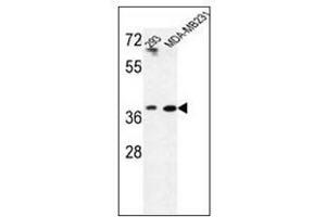 Western blot analysis of MAT2B Antibody (N-term) in 293, MDA-MB231 cell line lysates (35ug/lane). (MAT2B antibody  (N-Term))