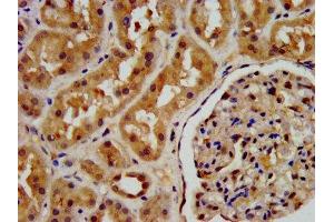IHC image of ABIN7163417 diluted at 1:200 and staining in paraffin-embedded human kidney tissue performed on a Leica BondTM system. (PSAT1 antibody  (AA 104-206))