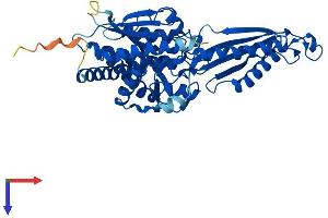 Peptidase M20 Domain Containing 2 (PM20D2) (AA 1-431) protein (His tag)