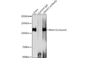Immunoprecipitation analysis of 200 μg extracts of 293T cells using 3 μg Notch1 antibody (ABIN7268958). (Notch1 antibody)