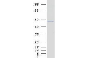 Validation with Western Blot (NAB1 Protein (Myc-DYKDDDDK Tag))