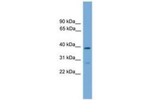 Image no. 1 for anti-Neutrophil Cytosolic Factor 4, 40kDa (NCF4) (AA 267-316) antibody (ABIN6745519) (NCF4 antibody  (AA 267-316))