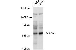 Western blot analysis of extracts of various cell lines, using SLC7 antibody (ABIN7270479) at 1:1000 dilution. (SLC7A8 antibody  (AA 150-250))
