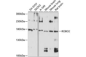 Western blot analysis of extracts of various cell lines, using ROBO2 antibody (ABIN6128651, ABIN6147060, ABIN6147061 and ABIN6214193) at 1:1000 dilution.