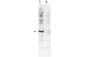 Western blot using  Affinity Purified anti-APC6 pT580 antibody shows detection of a band ~72 kDa corresponding to phosphorylated human APC6 (arrowhead lane 1). (CDC16 antibody  (pThr580))