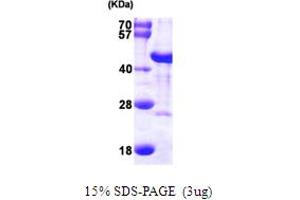 SDS-PAGE (SDS) image for DnaJ (Hsp40) Homolog, Subfamily B, Member 6 (DNAJB6) (AA 1-326) protein (His tag) (ABIN667316) (DNAJB6 Protein (AA 1-326) (His tag))