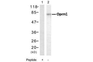 Western blot analysis of extract from PC-12 cells, using Oprm1 polyclonal antibody . (Mu Opioid Receptor 1 antibody  (Ser375))