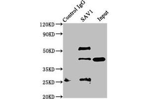 Immunoprecipitating SAV1 in NIH/3T3 whole cell lysate Lane 1: Rabbit control IgG instead of ABIN7166096 in NIH/3T3 whole cell lysate. (SAV1 antibody  (AA 1-210))