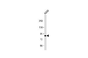 Anti-USP45 Antibody (Center) at 1:2000 dilution + A549 whole cell lysate Lysates/proteins at 20 μg per lane. (USP45 antibody  (AA 309-338))