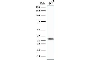 Western Blot Analysis of human HeLa cell lysate using Cdk1 Mouse Monoclonal Antibody (A17. (CDK1 antibody  (C-Term))
