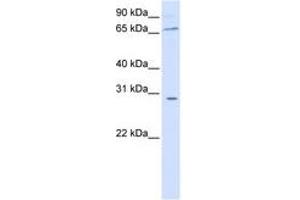 Image no. 1 for anti-Zinc Finger and BTB Domain Containing 48 (ZBTB48) (AA 144-193) antibody (ABIN6741413) (ZBTB48 antibody  (AA 144-193))