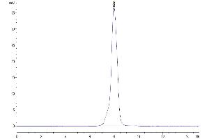 The purity of Cynomolgus EpCAM is greater than 95 % as determined by SEC-HPLC. (EpCAM Protein (AA 24-265) (His tag))