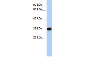 Western Blotting (WB) image for anti-Fructosamine 3 Kinase Related Protein (FN3KRP) antibody (ABIN2460081) (FN3KRP antibody)