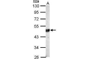 WB Image Sample (20 ug of whole cell lysate) A: mouse brain 10% SDS PAGE antibody diluted at 1:10000