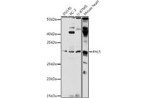 Western blot analysis of extracts of various cell lines, using FHL5 antibody (ABIN7267255) at 1:1000 dilution. (FHL5 antibody  (AA 1-284))