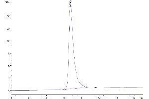The purity of Human SIRP alpha V3 is greater than 95 % as determined by SEC-HPLC.