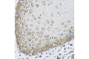 Immunohistochemistry of paraffin-embedded human esophagus using FAM20A antibody. (FAM20A antibody)
