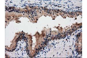 Image no. 1 for anti-Gephyrin (GPHN) antibody (ABIN1498424) (Gephyrin antibody)