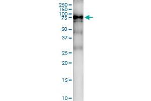 Immunoprecipitation of EIF4G3 transfected lysate using anti-EIF4G3 MaxPab rabbit polyclonal antibody and Protein A Magnetic Bead , and immunoblotted with EIF4G3 purified MaxPab mouse polyclonal antibody (B01P) . (EIF4G3 antibody  (AA 1-515))