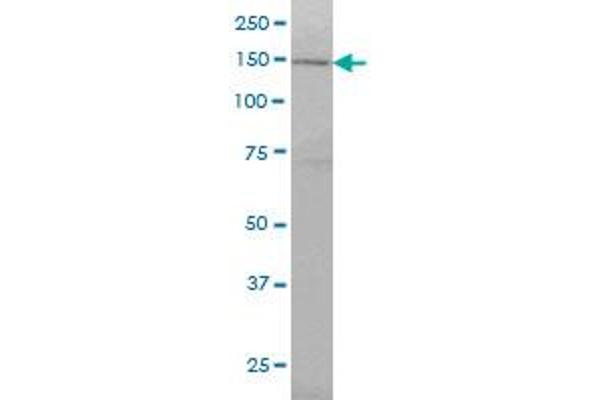 RNF123 antibody  (AA 1216-1314)