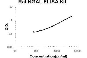 Rat Lipocalin-2/NGAL PicoKine ELISA Kit standard curve (Lipocalin 2 ELISA Kit)